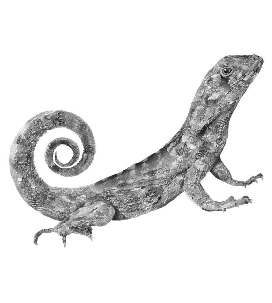 Lizard image