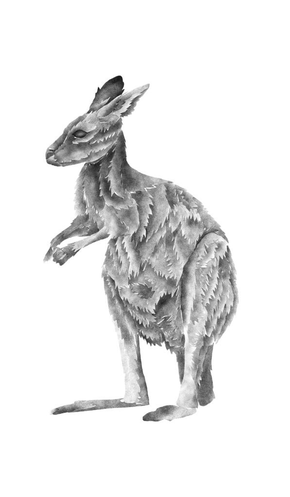 Kangaroo image
