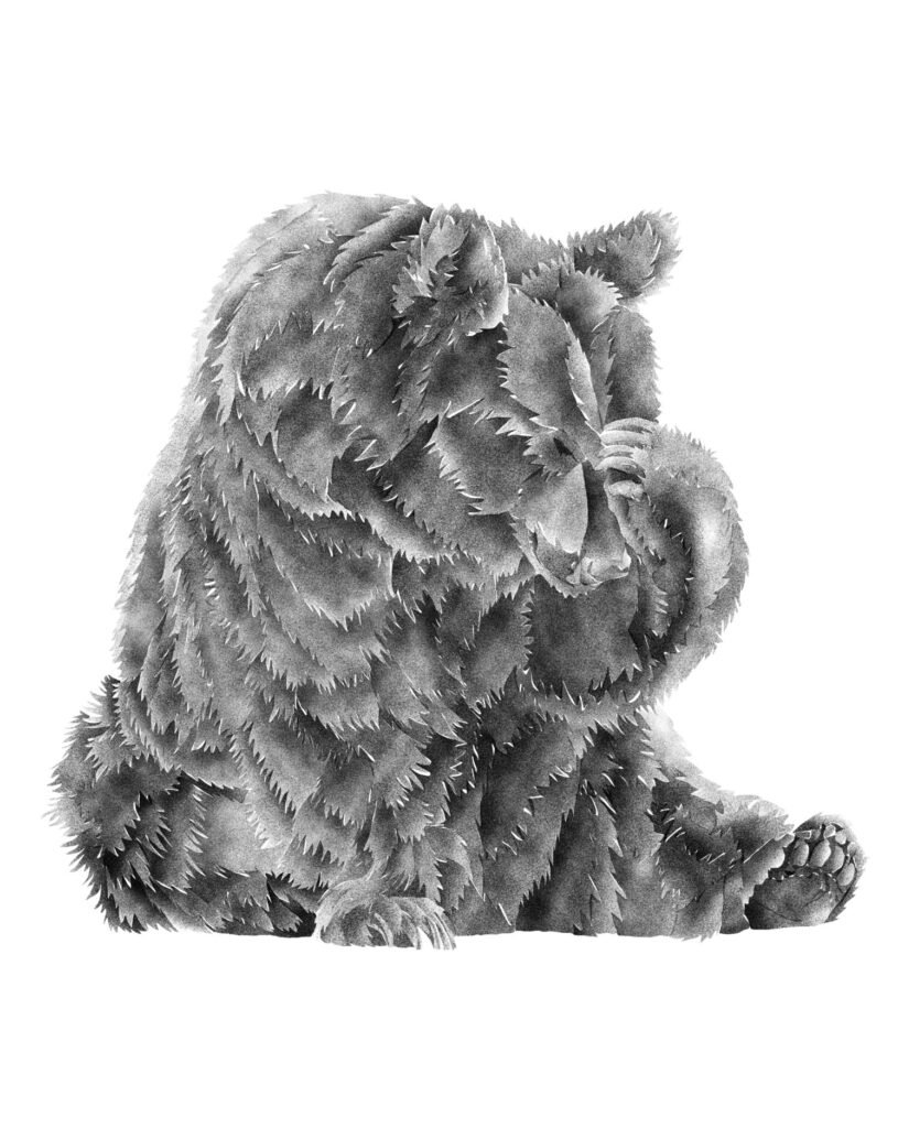 Bear image