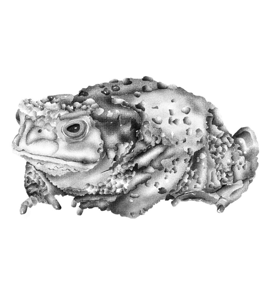 Toad image