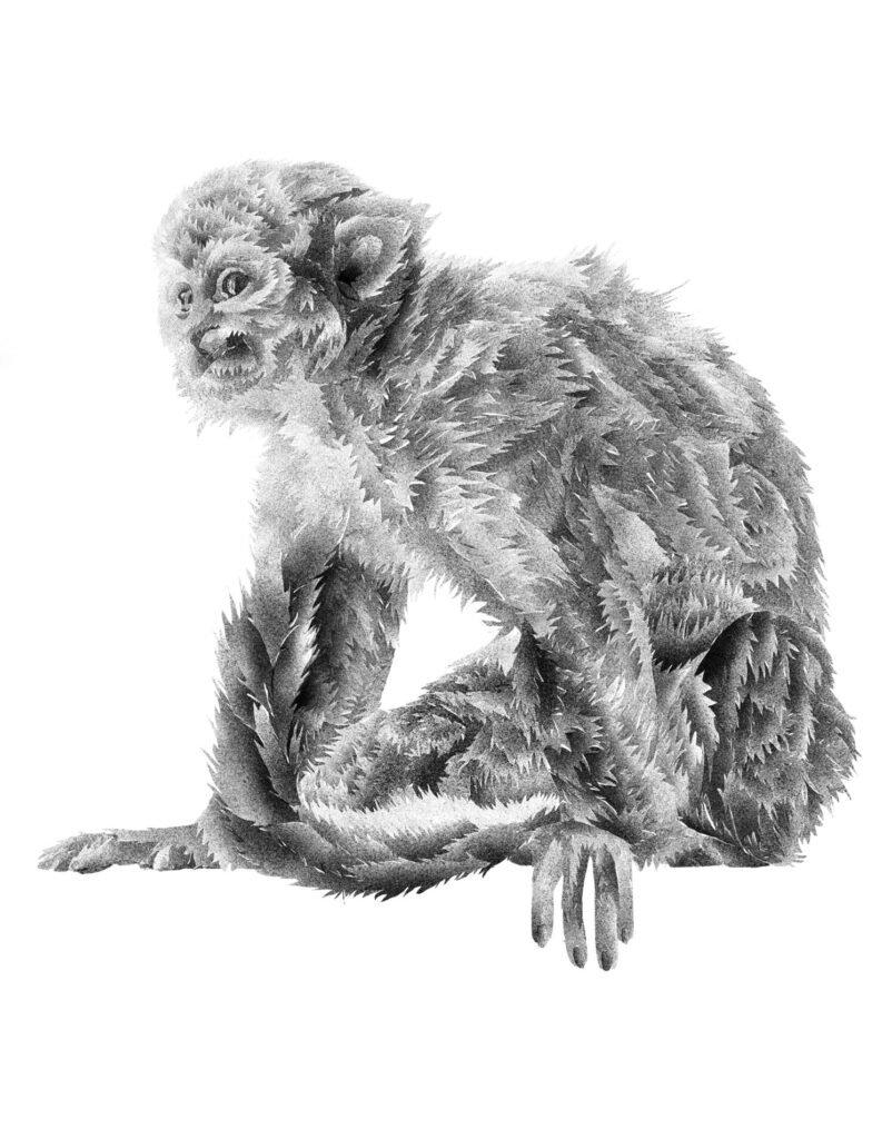 Monkey image