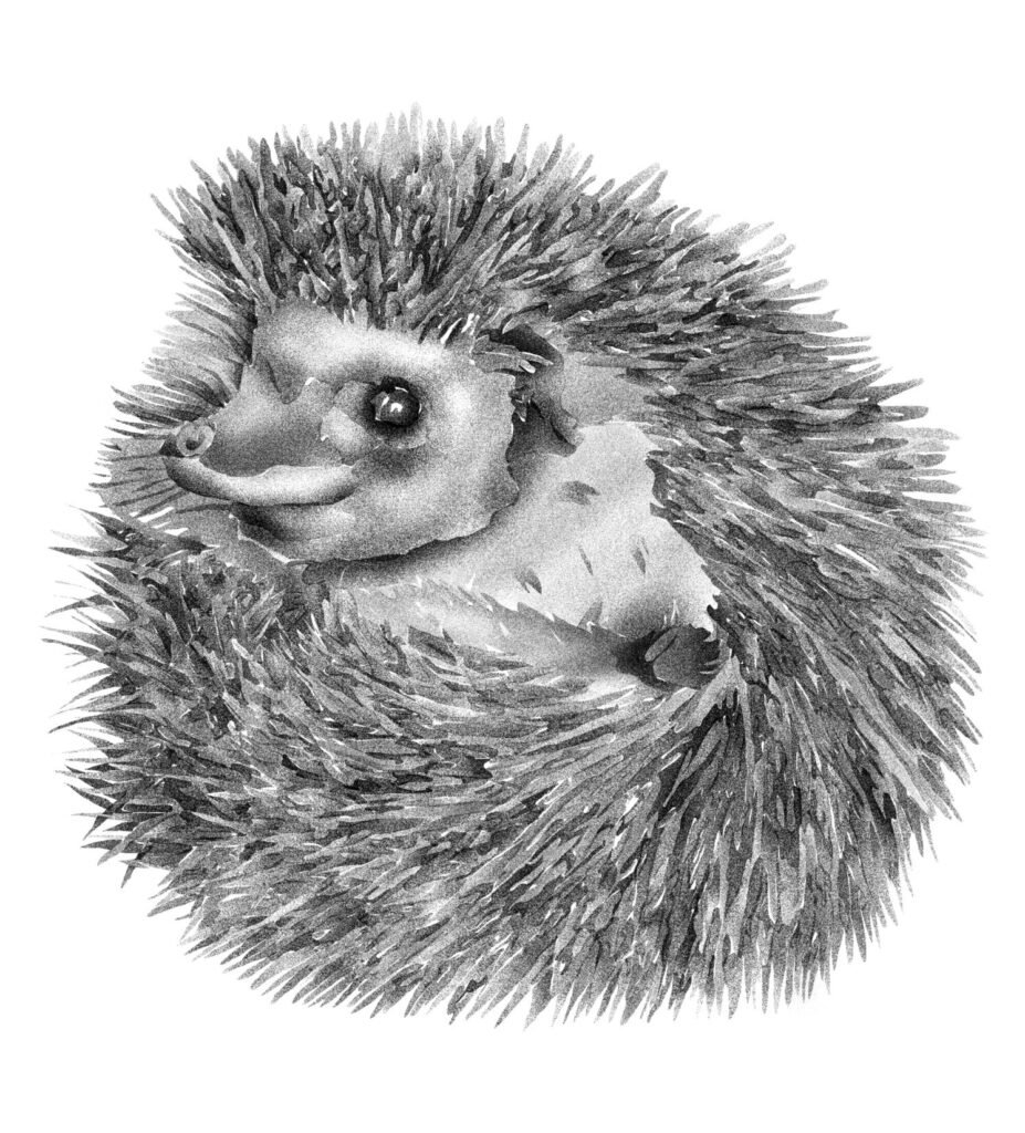 Hedgehog image
