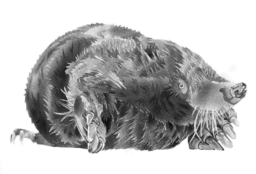 Mole image